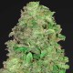 Auto Chronic feminised Ganja Seeds