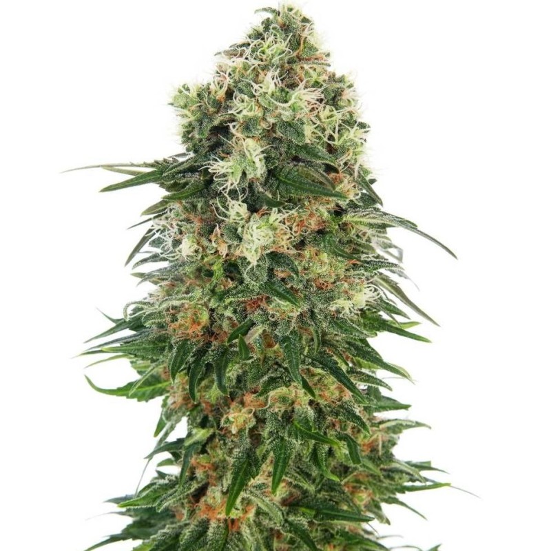 Auto Chronic feminised Ganja Seeds