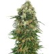 Auto Chronic feminised Ganja Seeds