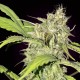 Auto Chronic feminised Ganja Seeds