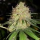 Auto Bubblelicious feminised Ganja Seeds