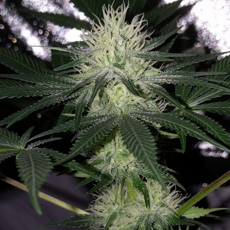 Auto Bubblelicious feminised Ganja Seeds
