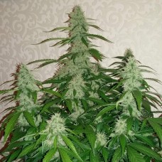 Auto Nefertiti feminised GanjaLiveSeeds