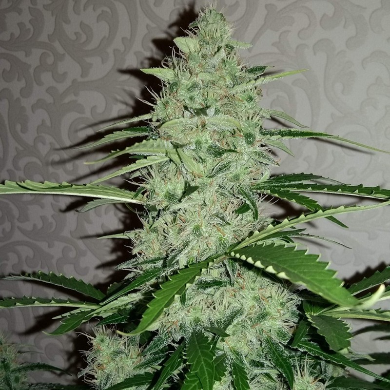 Auto Nefertiti feminised GanjaLiveSeeds
