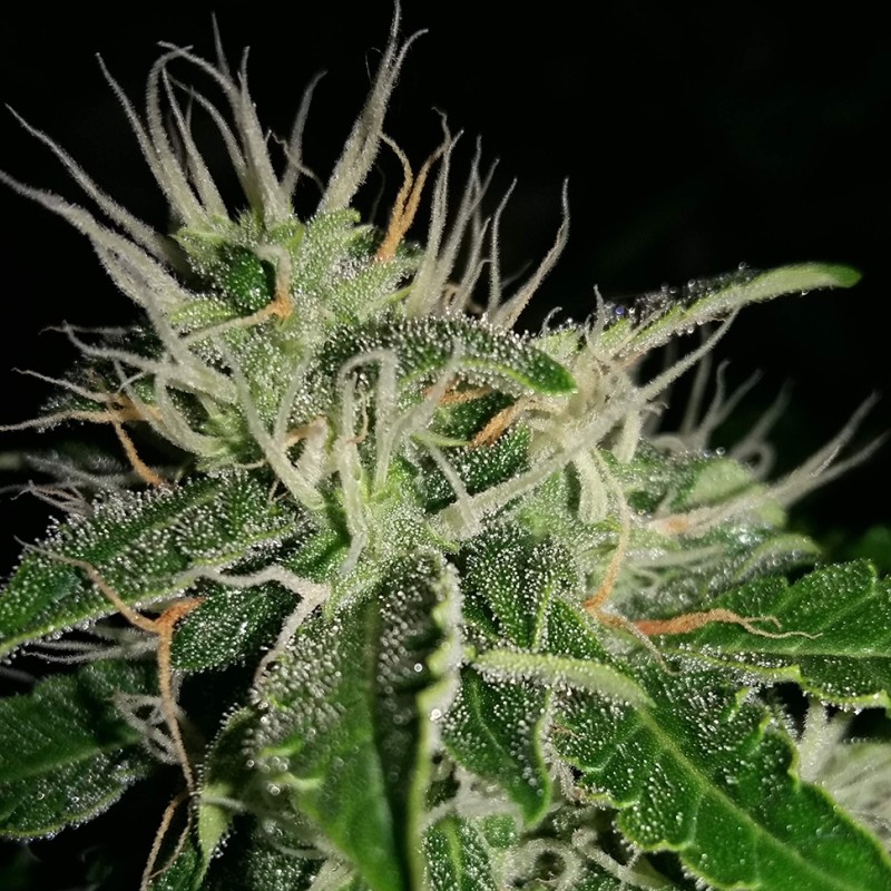 Auto Nefertiti feminised GanjaLiveSeeds