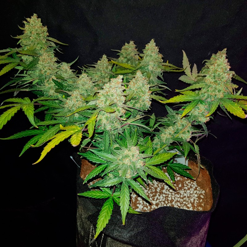 Auto Sweet Trainwreck feminised Ganja Seeds