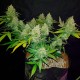 Auto Sweet Trainwreck feminised Ganja Seeds