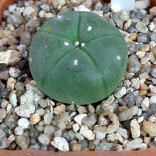 Lophophora williamsii var. refugio