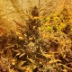 Auto The Ultimate CBD feminised Ganja Seeds - 77 насінин