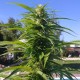 Auto Super Bud feminised Ganja Seeds