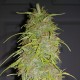 Auto Super Bud feminised Ganja Seeds