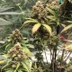 Auto Super Bud feminised Ganja Seeds