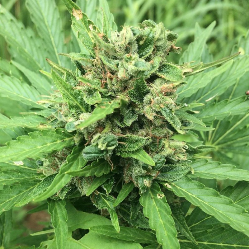 Auto Super Bud feminised Ganja Seeds