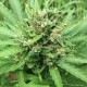 Auto Super Bud feminised Ganja Seeds