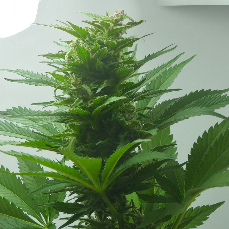 Auto Super Bud feminised Ganja Seeds