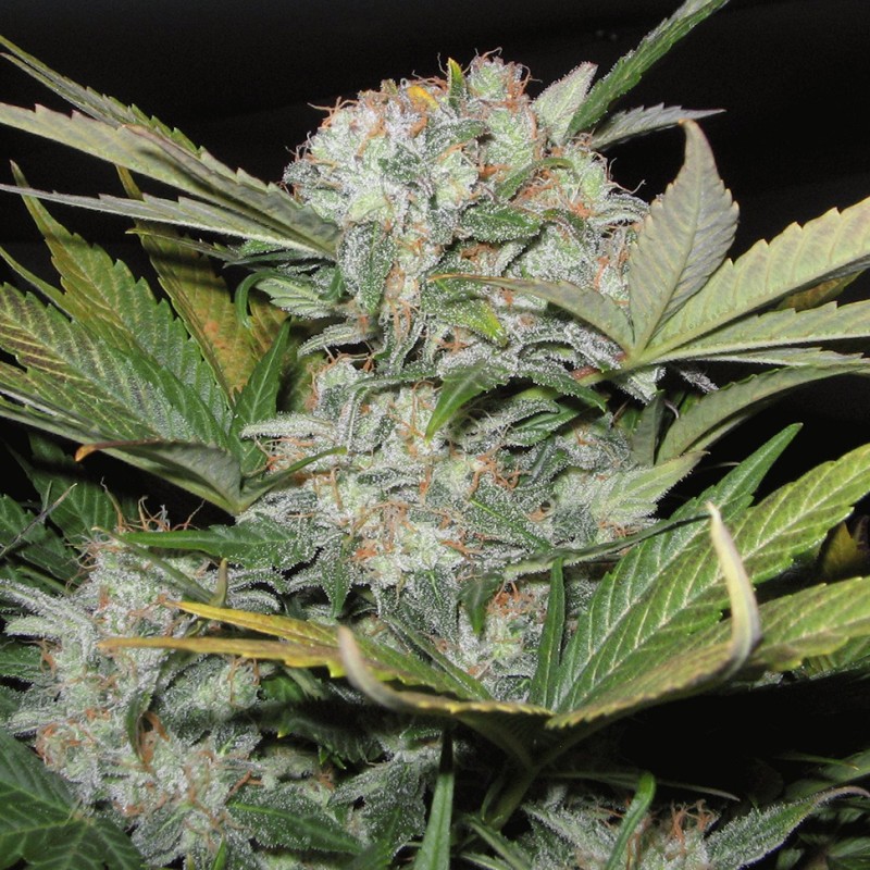Auto Super Bud feminised Ganja Seeds