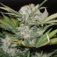 Auto Super Bud feminised Ganja Seeds