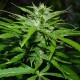 Auto Super Bud feminised Ganja Seeds