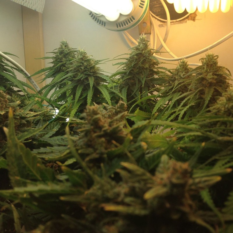 Auto Super Bud feminised Ganja Seeds