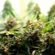 Auto Super Bud feminised Ganja Seeds