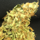 Auto Super Bud feminised Ganja Seeds