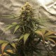 Auto Super Bud feminised Ganja Seeds