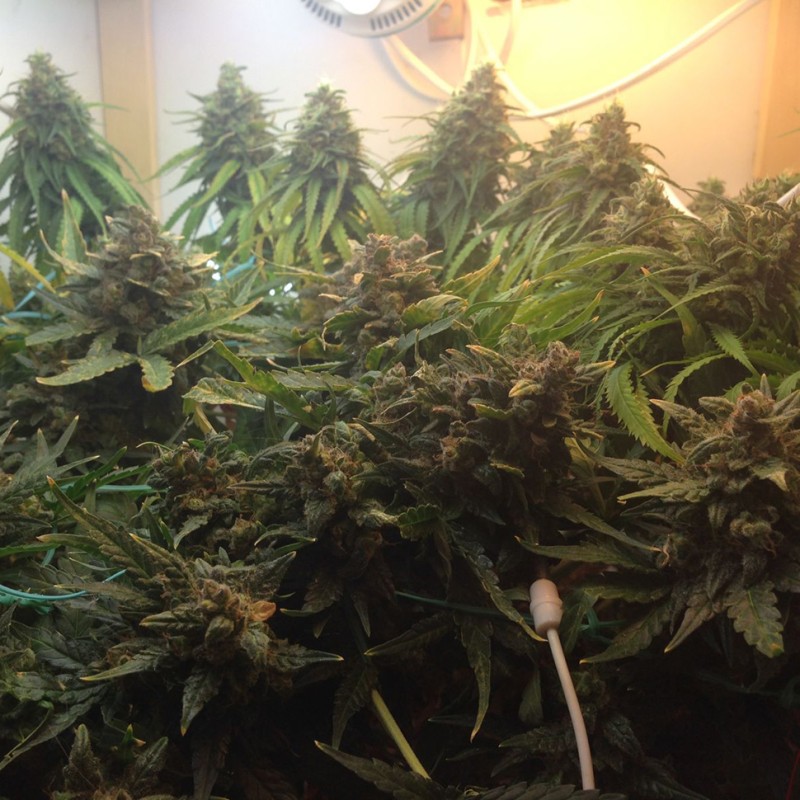 Auto Super Bud feminised Ganja Seeds