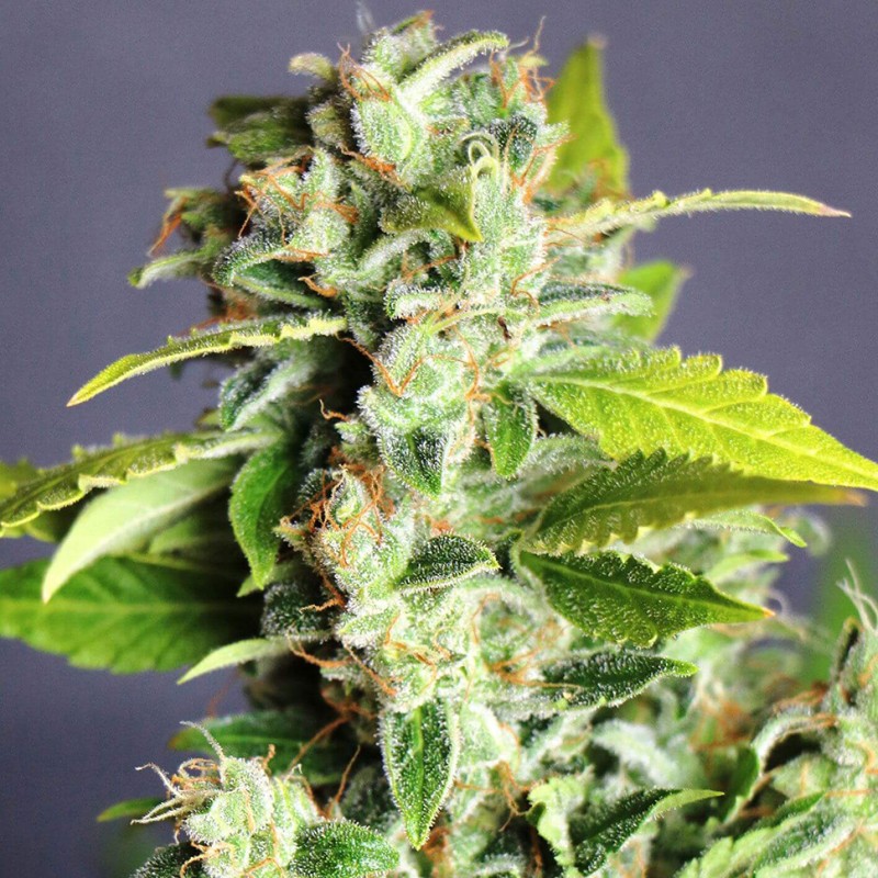 Auto Super Bud feminised Ganja Seeds