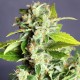 Auto Super Bud feminised Ganja Seeds