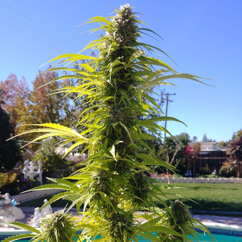 Auto Super Bud feminised Ganja Seeds