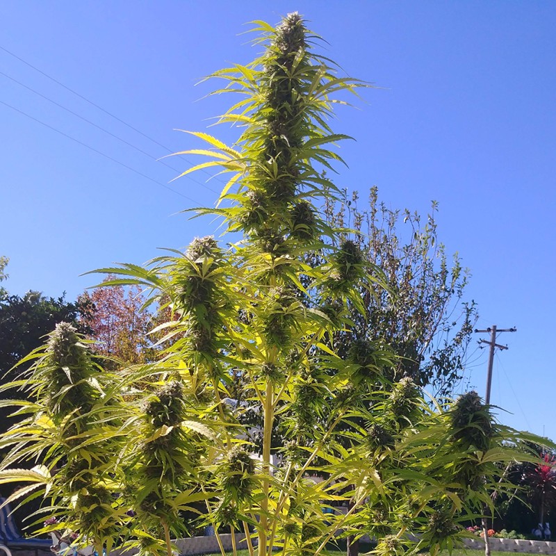 Auto Super Bud feminised Ganja Seeds