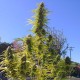 Auto Super Bud feminised Ganja Seeds