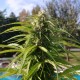 Auto Super Bud feminised Ganja Seeds