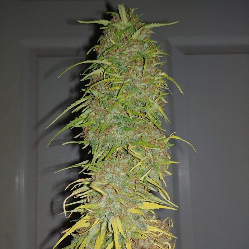 Auto Super Bud feminised Ganja Seeds