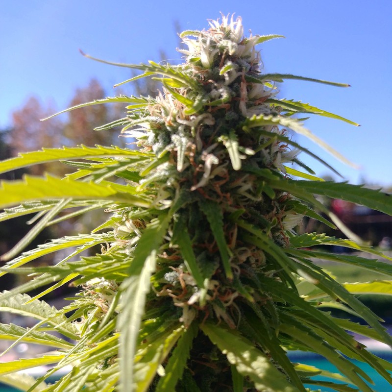 Auto Super Bud feminised Ganja Seeds