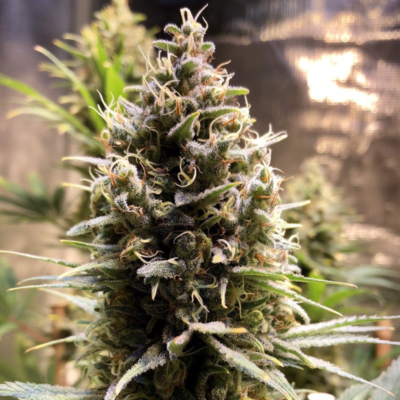 Auto Chocolope feminised Ganja Seeds