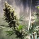 Auto Chocolope feminised Ganja Seeds