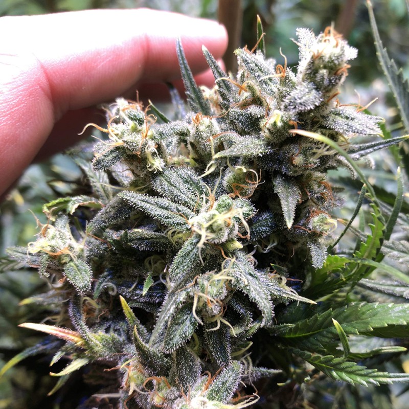 Auto Chocolope feminised Ganja Seeds