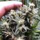 Auto Chocolope feminised Ganja Seeds