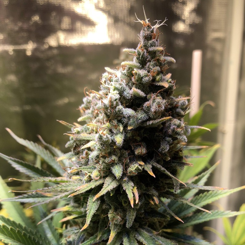 Auto Chocolope feminised Ganja Seeds