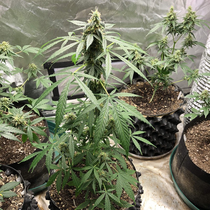 Auto New York City feminised GanjaLiveSeeds