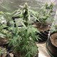 Auto New York City feminised GanjaLiveSeeds