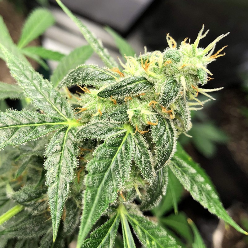 Auto New York City feminised GanjaLiveSeeds