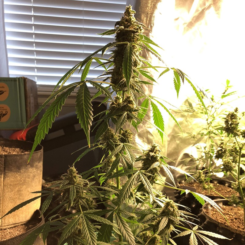 Auto New York City feminised GanjaLiveSeeds