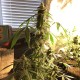 Auto New York City feminised GanjaLiveSeeds