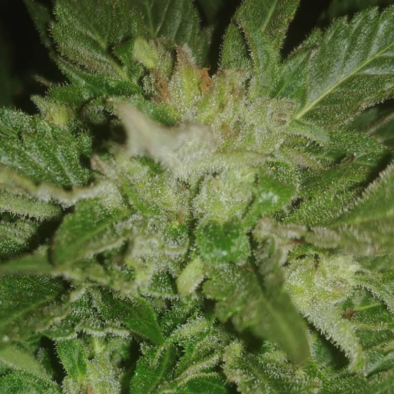 Auto New York City feminised GanjaLiveSeeds