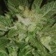 Auto New York City feminised GanjaLiveSeeds