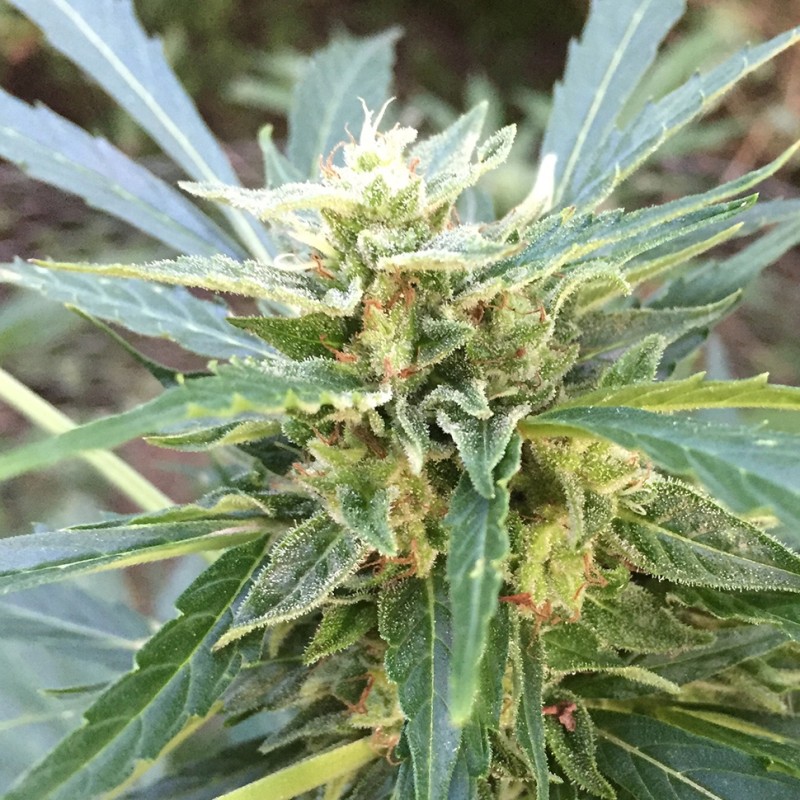 Auto New York City feminised GanjaLiveSeeds