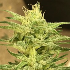Satori feminised GanjaLiveSeeds