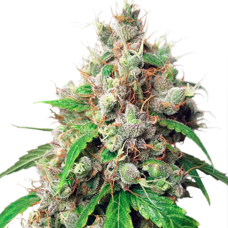 Auto Euforia feminised GanjaLiveSeeds